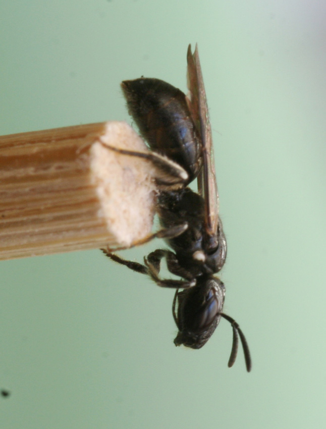 Apidae  Xylocopinae: Ceratina cucurbitina